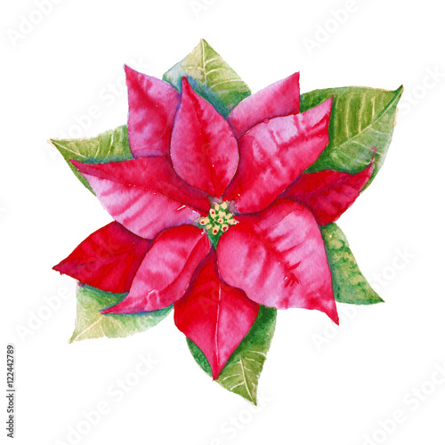 Poinsettia. Isolated on a white background. Watercolor illustration.