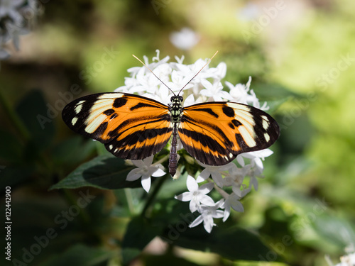 Butterfly Longwing, Isabella's (Eueides isabella) on white blossom