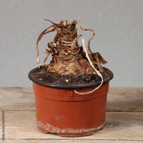 Dry flower remains in brown pot on rough wooden table - Amaryllis in winter hibernation