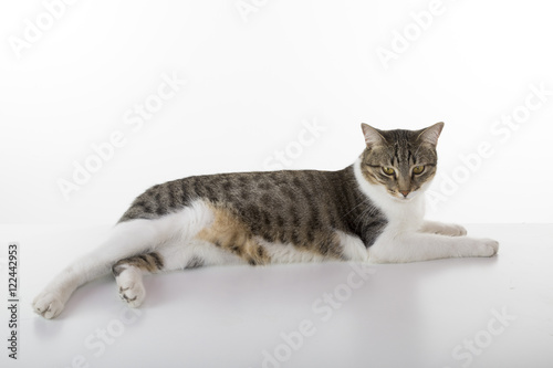Fototapeta Naklejka Na Ścianę i Meble -  lazy cat lay down on white table