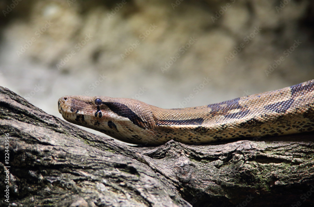 Fototapeta premium Boa Constrictor