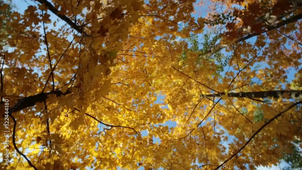 Golden autumn. Shooting from the bottom to the top of the trees with autumn yellow maple leaves Golden autumn. Shooting from the bottom to the top of the trees with autumn yellow maple leaves
