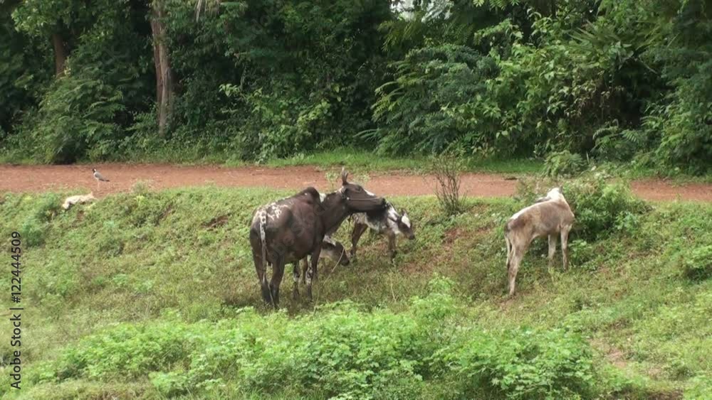 Asian cattle, a cow and three calf, graze next to a track. Known as 'humped cattle' or 'Indicus cattle'. Taken in Thailand. Asian cattle, a cow and three calf, graze next to a track. Known as 'humped cattle' or 'Indicus cattle'. Taken in Thailand.
