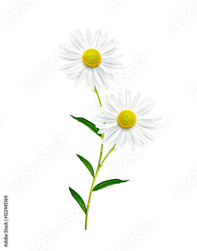 daisies summer  flower isolated on white background