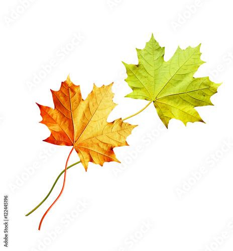 autumn leaves isolated on white background.