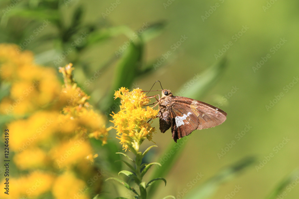 Silver Spotted Skipper Butterfly in early fall Silver Spotted Skipper Butterfly in early fall