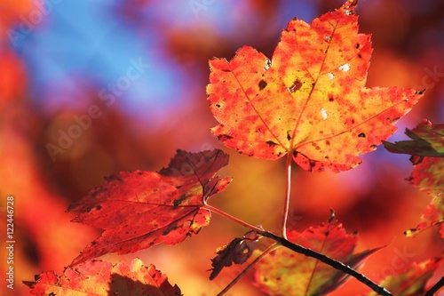 Bright Autumn