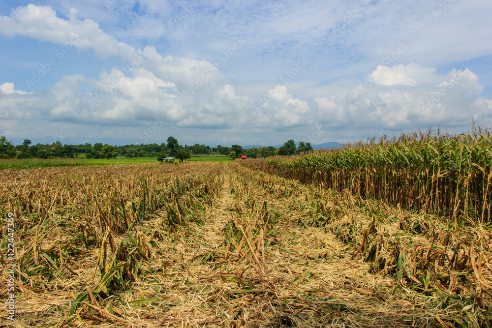 corn harvest on farmland in thailand corn harvest on farmland in thailand