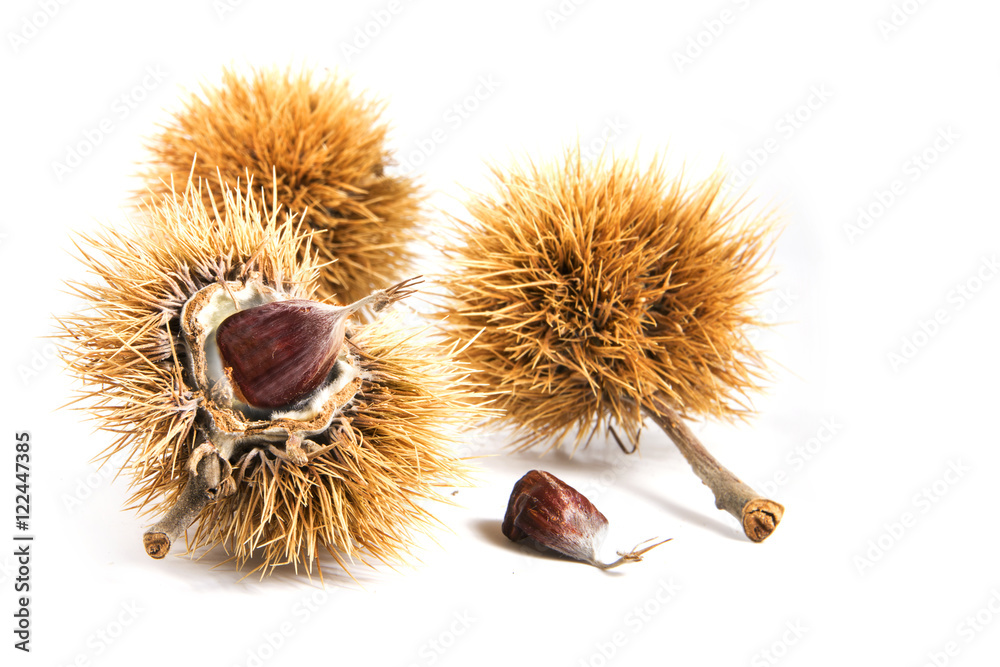 sweet chestnut fruits (Castanea sativa) in the prickly peel isolated on white sweet chestnut fruits (Castanea sativa) in the prickly peel isolated on white