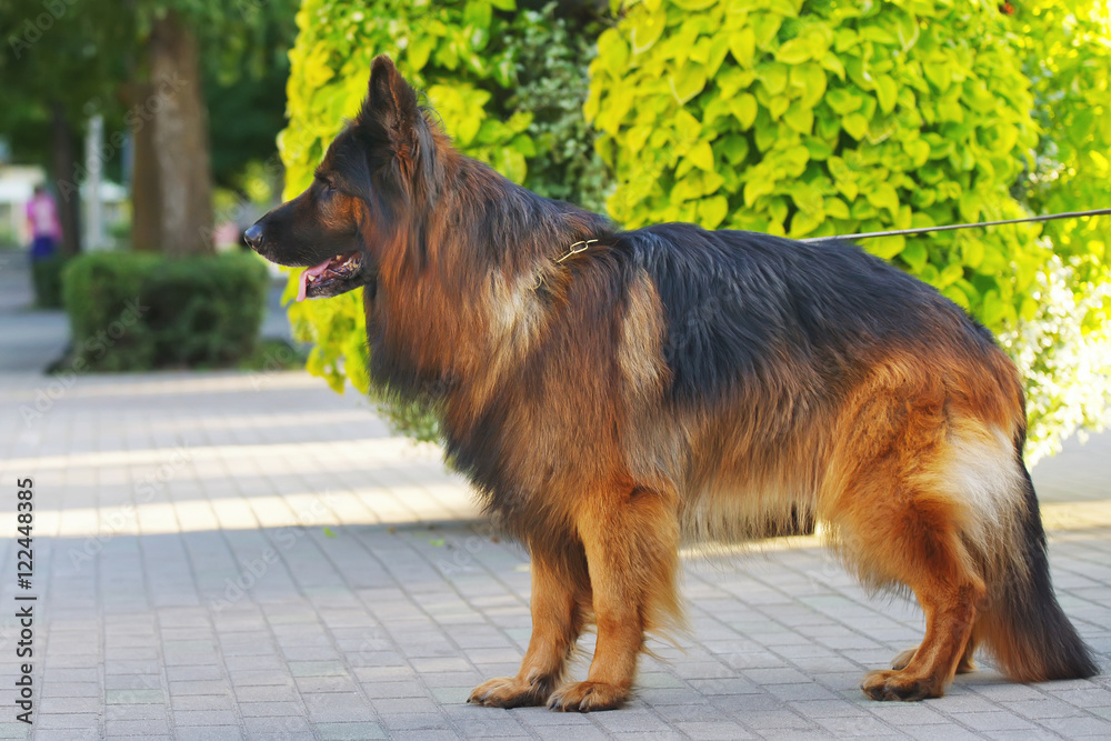 Long-haired German Shepherd dog staying outdoors in the park at summertime Long-haired German Shepherd dog staying outdoors in the park at summertime