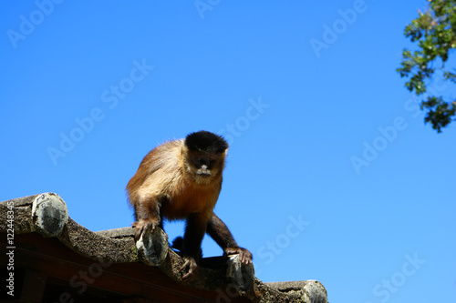 Macaco em parque no estado de minas gerais, Brasil