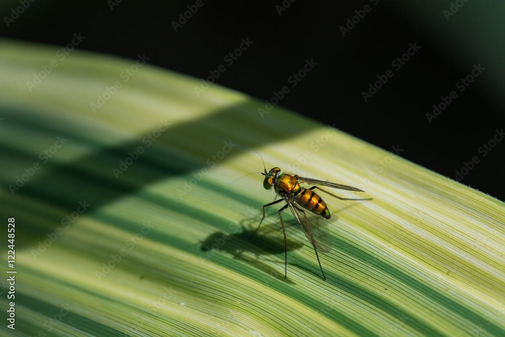 Fototapeta premium Colorful fly macro. 