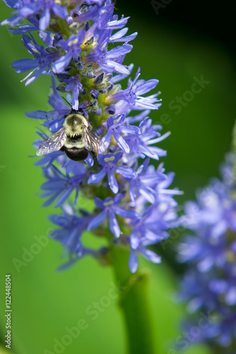 Bumblebee pollinating Pickerelweed