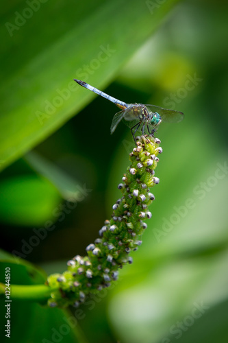 Widow Skimmer on Pickerelweed photo