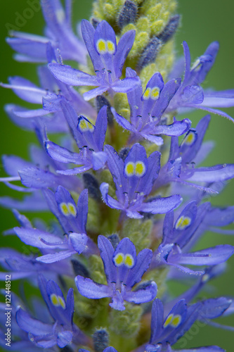 Pickerelweed 