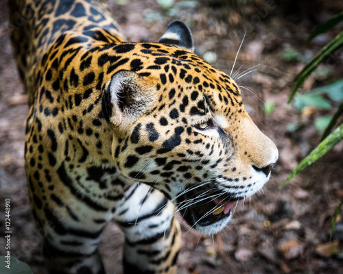 Jaguar © Andrew