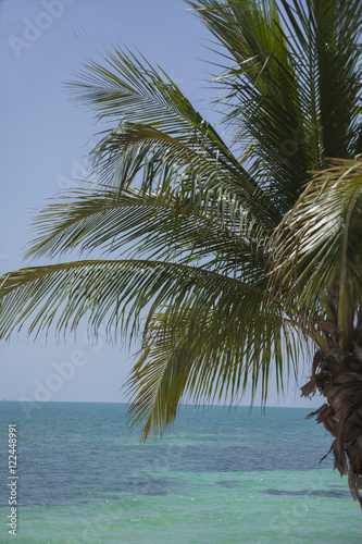 Palm Tree with Ocean Background