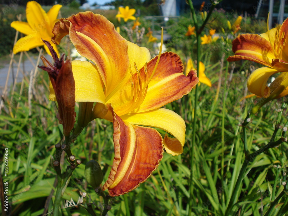 Obraz premium Orange vers