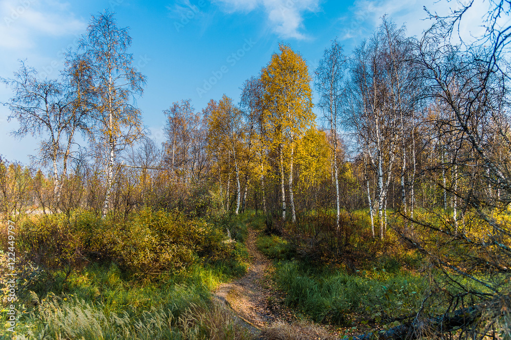 autumn in the forest autumn in the forest