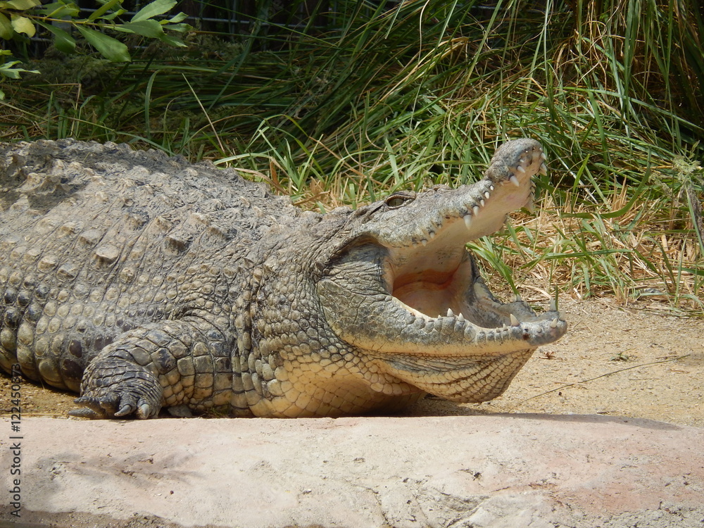 Obraz premium Alligator