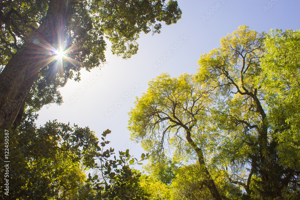 Fototapeta premium Green trees and blue sky