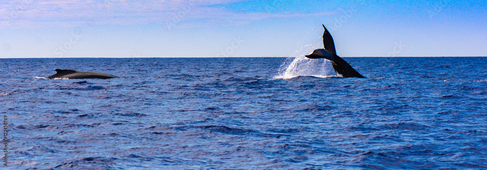 Fototapeta premium Humpback Whales