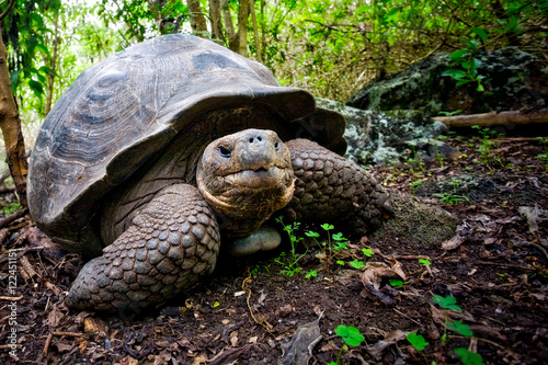 Galapagos Giant Tortoise, Galapagos Islands, Ecuador 