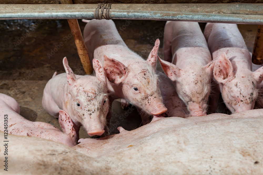 Pig races are breastfed newborn pigs Pig races are breastfed newborn pigs