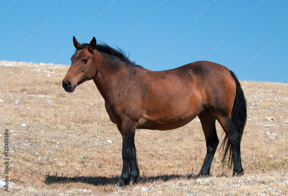 Wild Horse Mustang Bay Mare on Sykes Ridge in the Pryor Mountains in Montana – Wyoming USA. Wild Horse Mustang Bay Mare on Sykes Ridge in the Pryor Mountains in Montana – Wyoming USA.