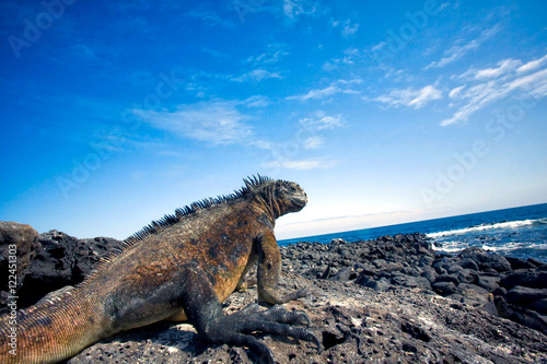 Galapagos Marine Iguana  