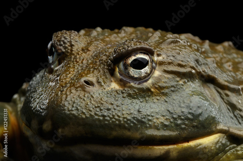 Close-up African bullfrog Pyxicephalus adspersus Frog isolated Black Background with reflection, side view on Eyes