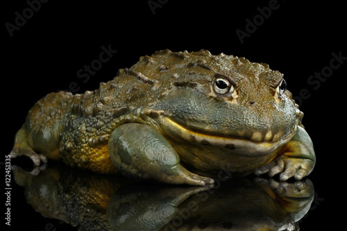 African bullfrog Pyxicephalus adspersus Frog isolated on Black Background with reflection, side view