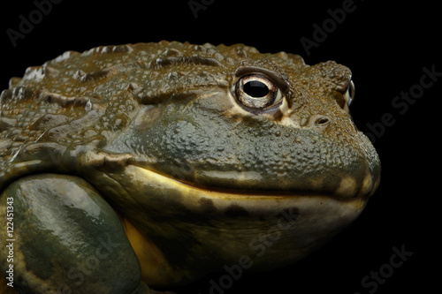 Close-up African bullfrog Pyxicephalus adspersus Frog isolated on Black Background with reflection, side view