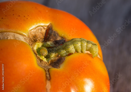 Caterpillar worm eating a tomato photo