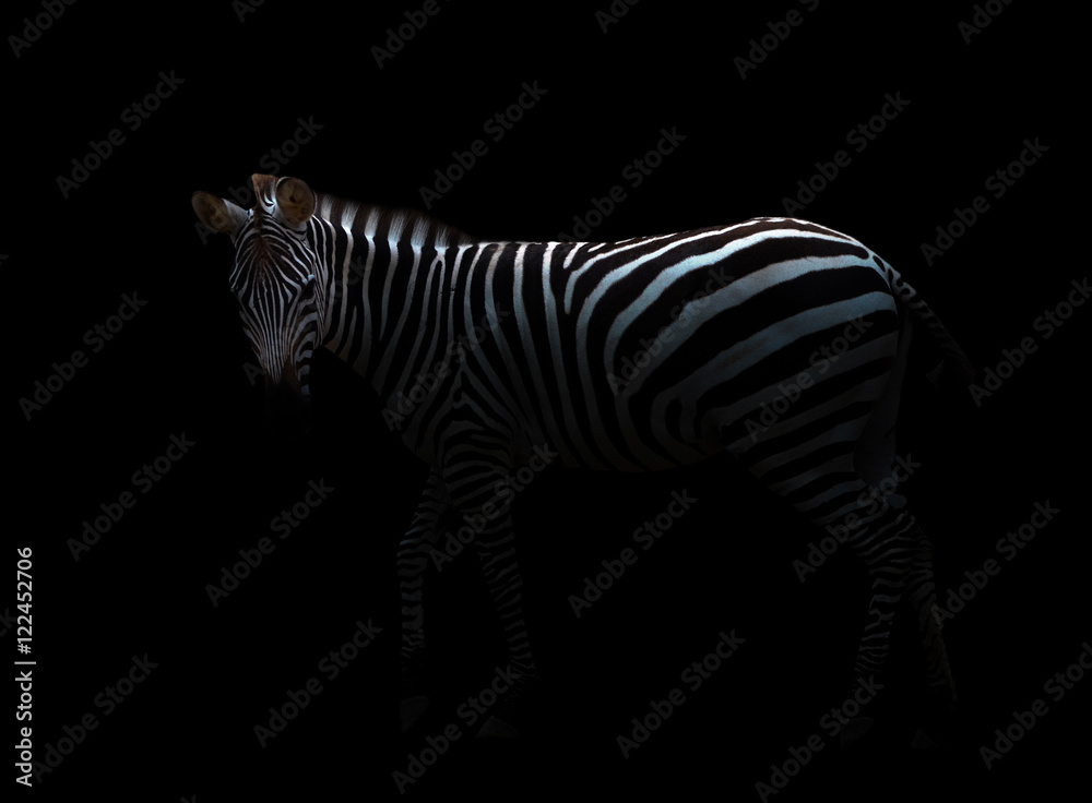 zebra in the dark - obrazy, fototapety, plakaty 
