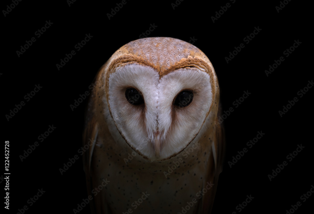 Fototapeta premium common barn owl in the dark