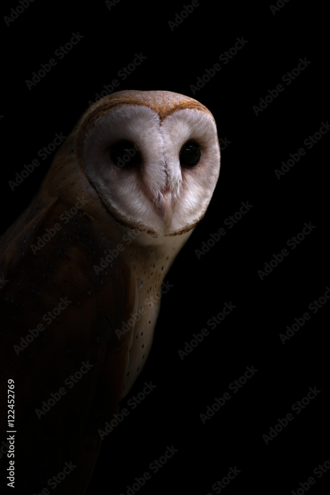 Fototapeta premium common barn owl in the dark