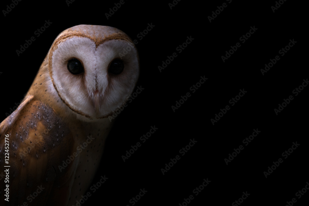 Obraz premium common barn owl in the dark