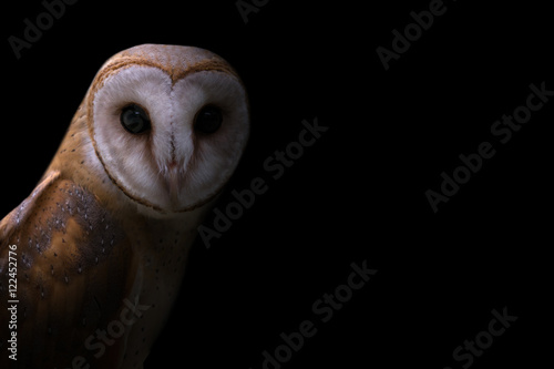 common barn owl in the dark © anankkml