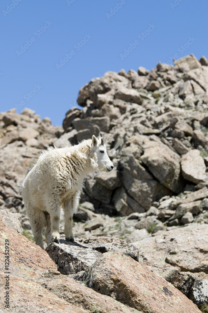 Mountain goat on the Mount Massive Summit