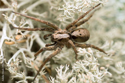 Male wolf spider, Alopecosa inquilina on lichen photo