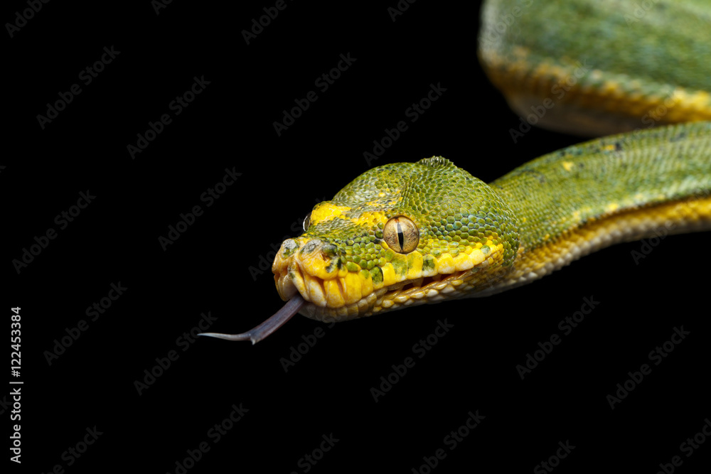 Fototapeta premium Close-up Green Tree Python Snake in Attack. Morelia viridis. Isolated black background