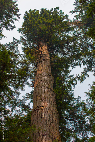 Fototapeta Naklejka Na Ścianę i Meble -  Looking Up A Giant Tree