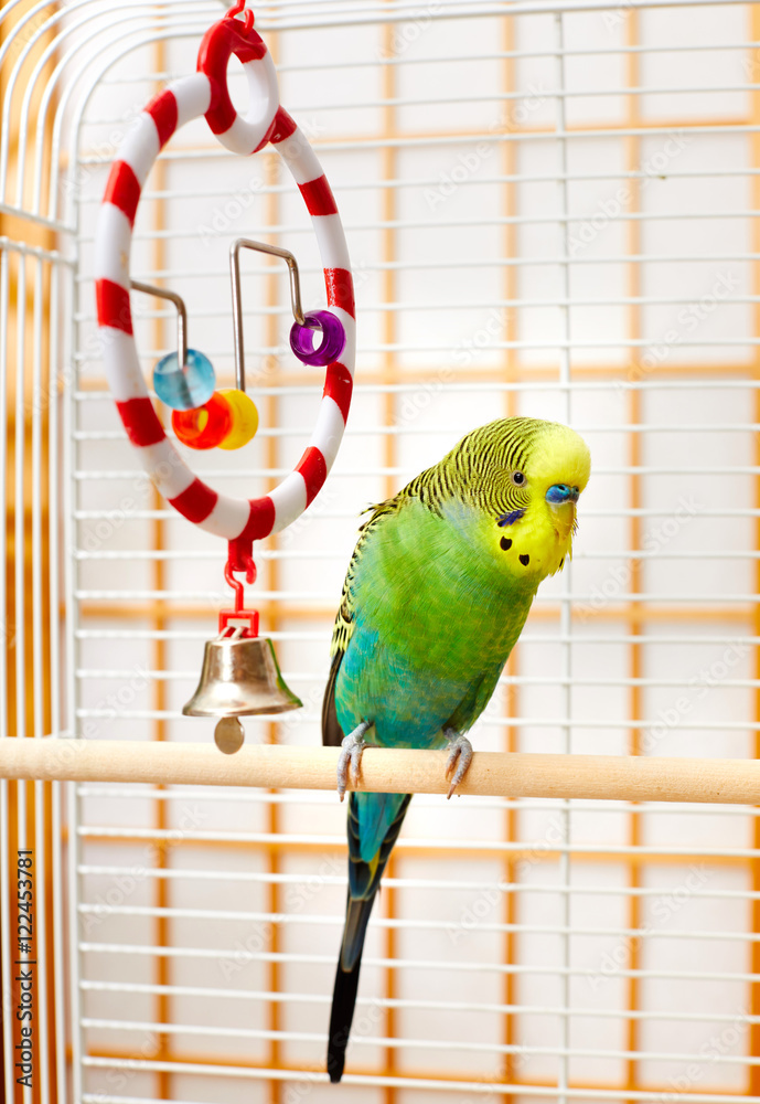 Fototapeta premium Budgie.
