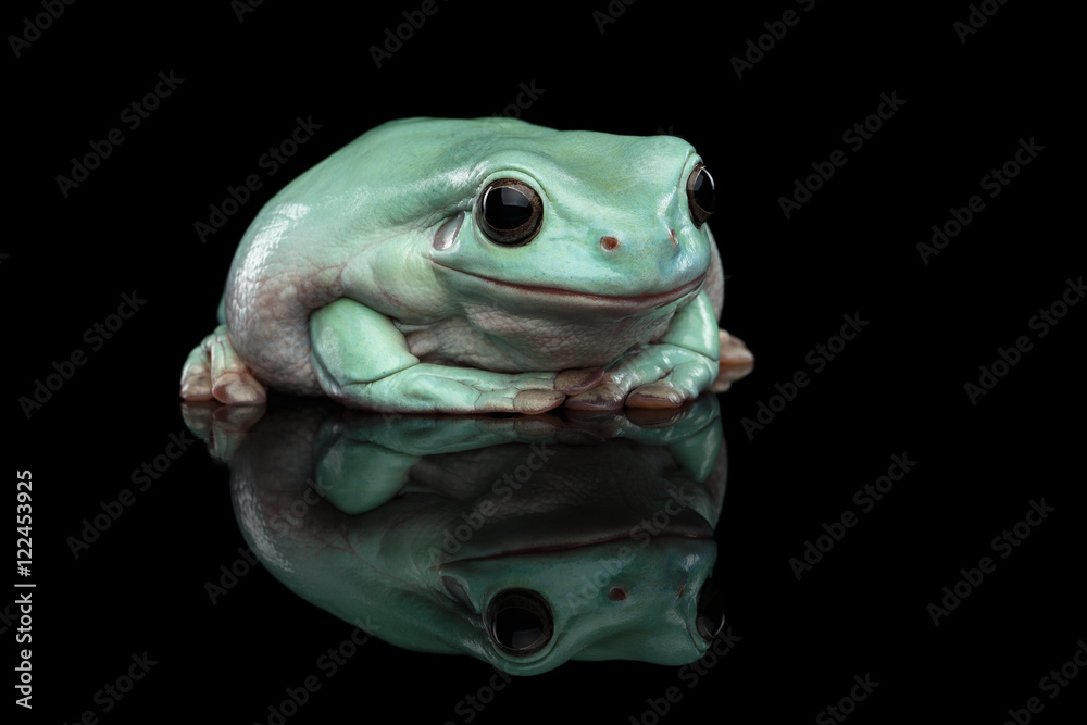 Fototapeta premium Australian green tree frog, or Litoria caerulea Isolated on black background with reflection