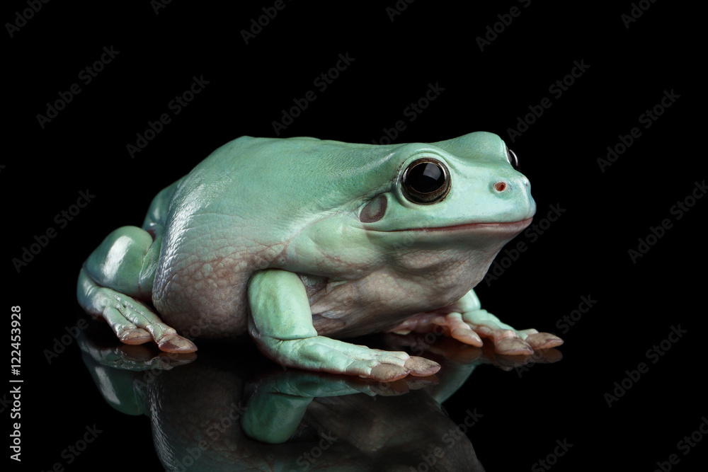 Obraz premium Australian green tree frog, or Litoria caerulea Isolated on black background with reflection