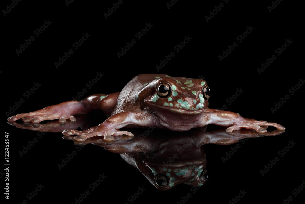 Fototapeta premium Australian green tree frog, or Litoria caerulea with spots Isolated on black background with reflection