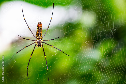 Spider on a spider web
