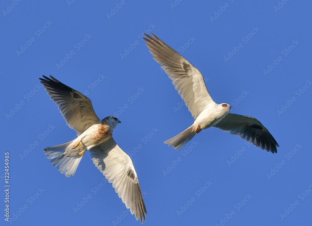 Obraz premium Whitetailed Kites in California exchanging prey in midair