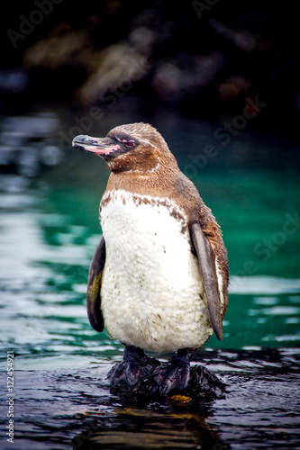 Galapagos Penguin